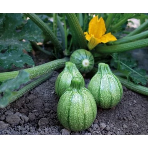 Cucurbita pepo giromontia 'Brice'