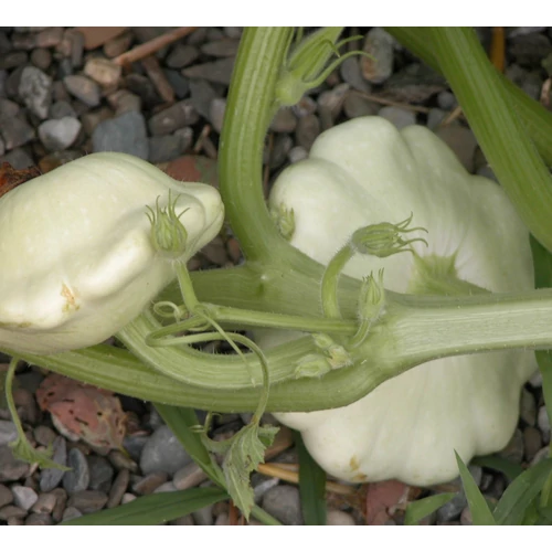Cucurbita pepo convar.patissoniana 'Custard White'