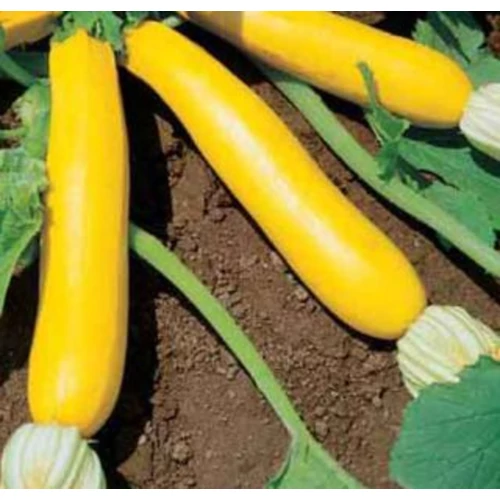 Cucurbita pepo giromontia 'Duch Sebring'