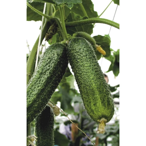 Uborka fürtös palánta - Cucumis sativus K12cm