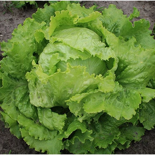 Lactuca sativa var. capitata 'Iceberg'