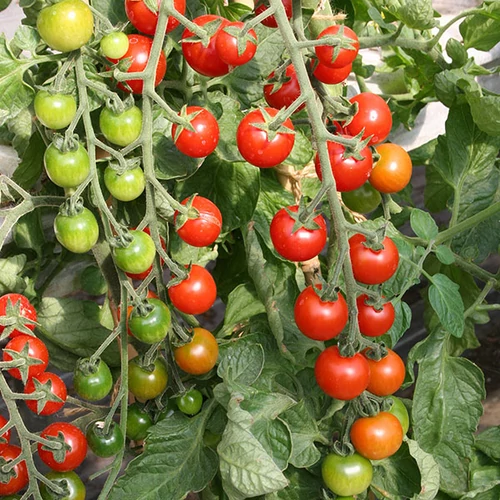 Lycopersicon lycopersicum 'Cherrola F1'
