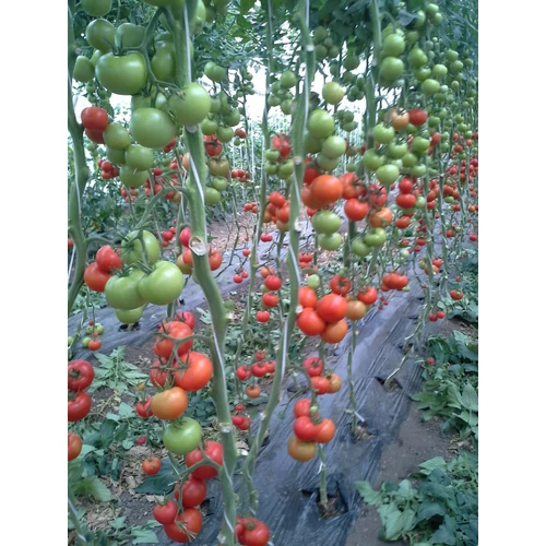 Lycopersicon lycopersicum 'LemanceF1