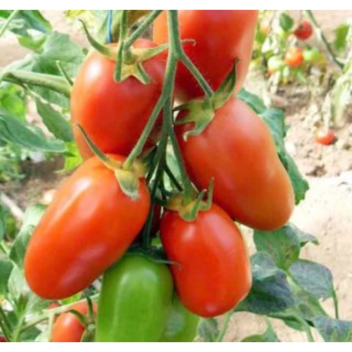 Lycopersicon lycopersicum 'FloridityF1