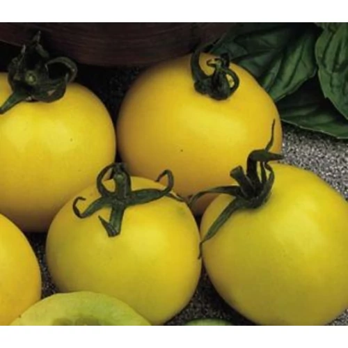 Lycopersicon lycopersicum 'Golden Sunrise F1'