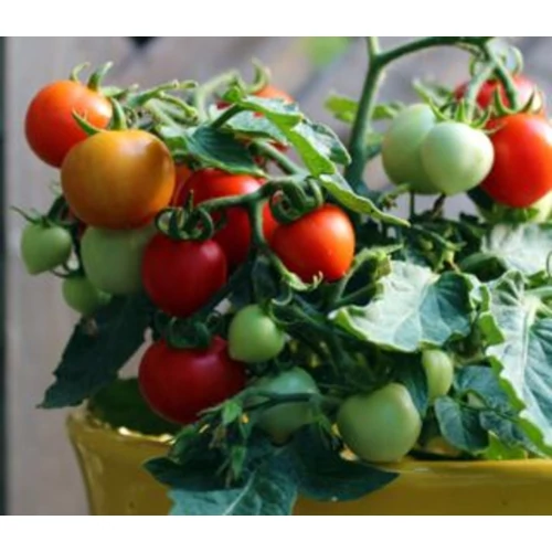 Lycopersicon lycopersicum 'Micro Tom F1'