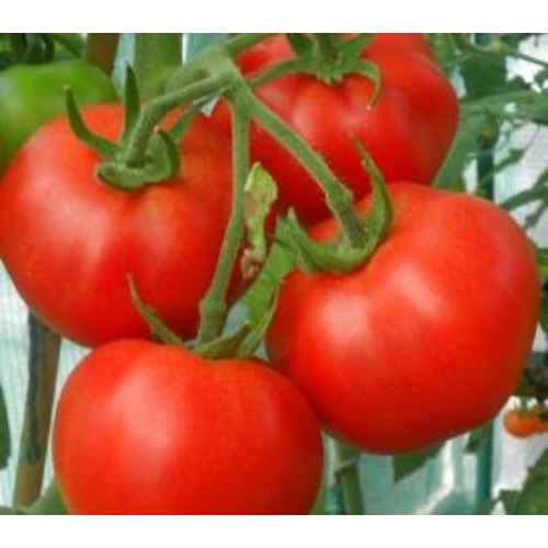 Lycopersicon lycopersicum 'Moneymaker'