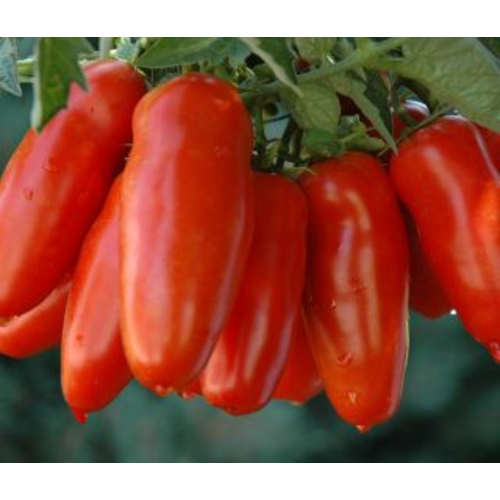 Lycopersicon lycopersicum 'San Marzano'