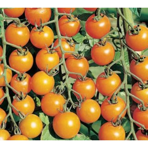Lycopersicon lycopersicum 'Sungold'