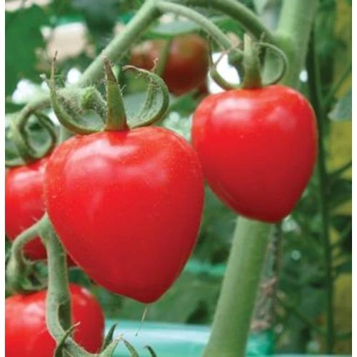 Lycopersicon lycopersicum 'Tomatoberry'