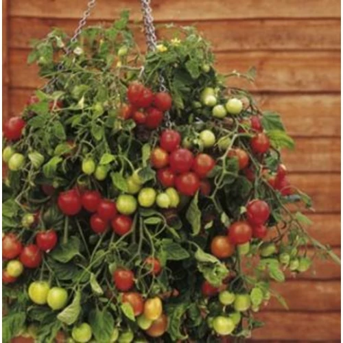 Lycopersicon lycopersicum 'Tumbling Tom Red'