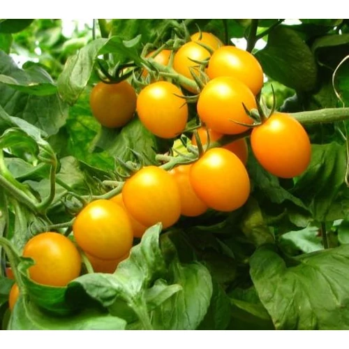 Lycopersicon 'Star Gold'