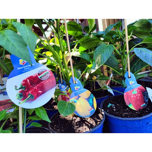 Capsicum pritavit