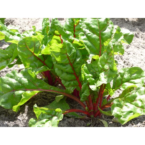 Beta vulgaris 'Rhubarb Chard'