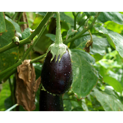 Solanum melongena 'Bonica'