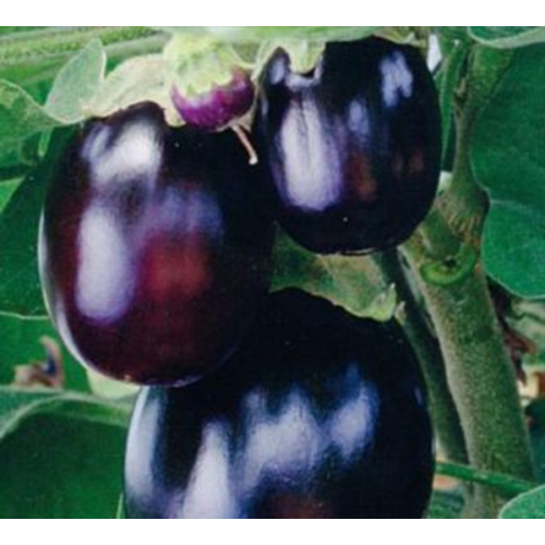 Solanum melongena 'Jackpot F1'
