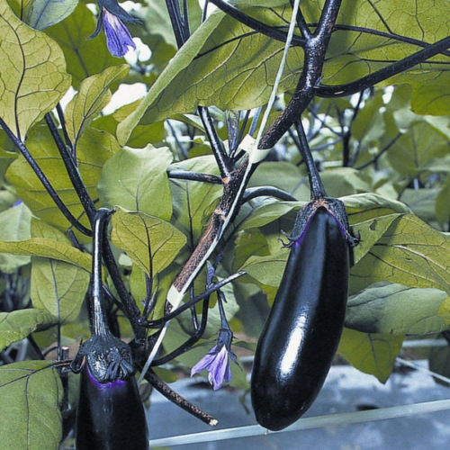 Solanum melongena 'Moneymaker'