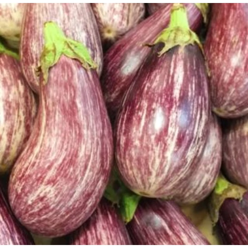 Solanum melongena 'Rania F1'