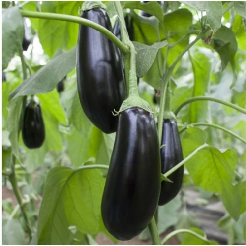 Solanum melogena 'Sharapova'