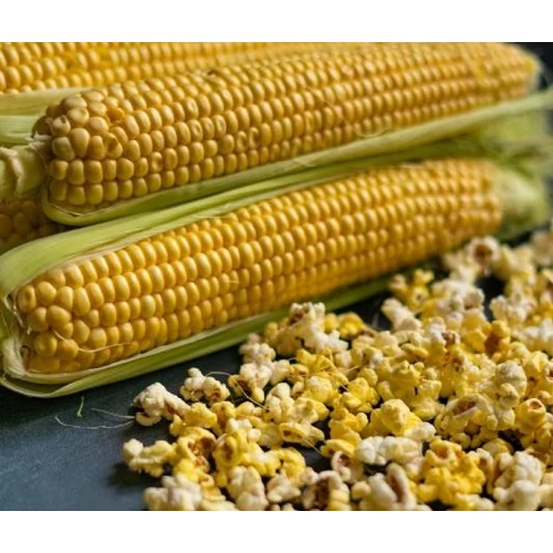 Zea mays