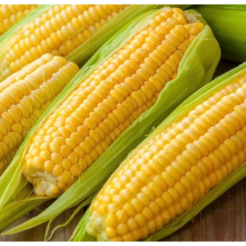 Zea mays
