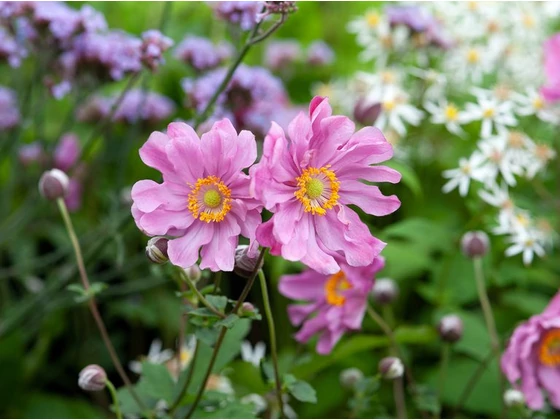 Szellőrózsa (Anemone) A kertek sokoldalú gyöngyszeme 