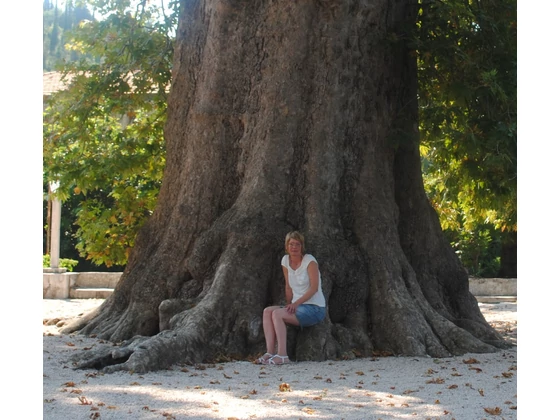 A díszfák világa, ültetéstől a gondozásig 