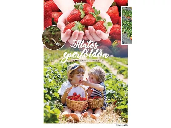 Illatos eperföldön - Veranda Magazin