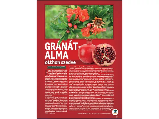 Gránátalma otthon szedve - Gerendaházak Magazin