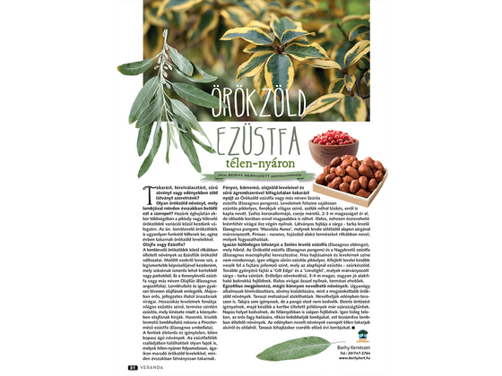 Örökzöld Ezüstfa télen-nyáron - Veranda Magazin