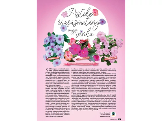Pistike, rózsásmeténg vagy vinka? - Veranda Magazin