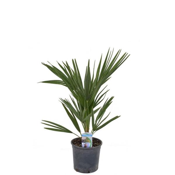 Lószőrpálma - Chamaerops humilis 80/100cm K24cm - Borhy Kertészet
