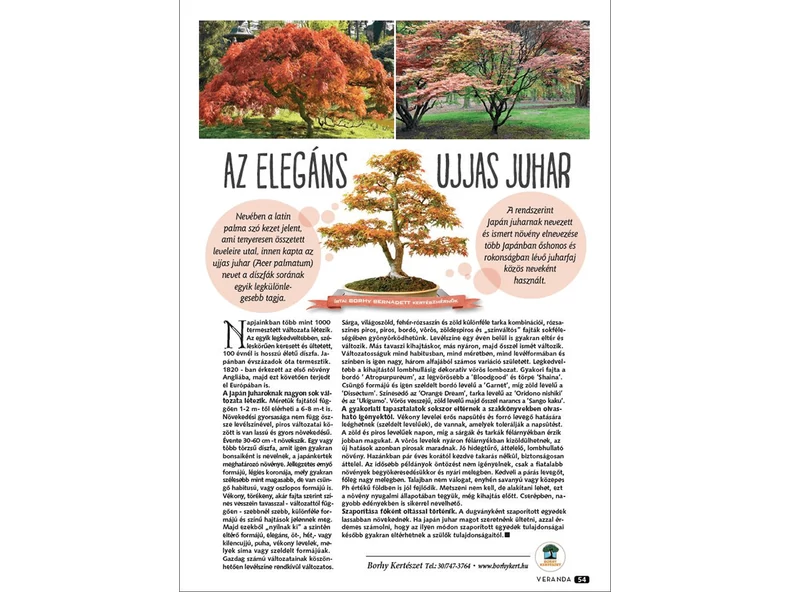 Az elegáns ujjas juhar - Veranda Magazin