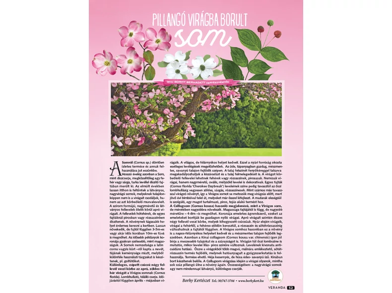 Pillangó virágba borult Som - Veranda Magazin