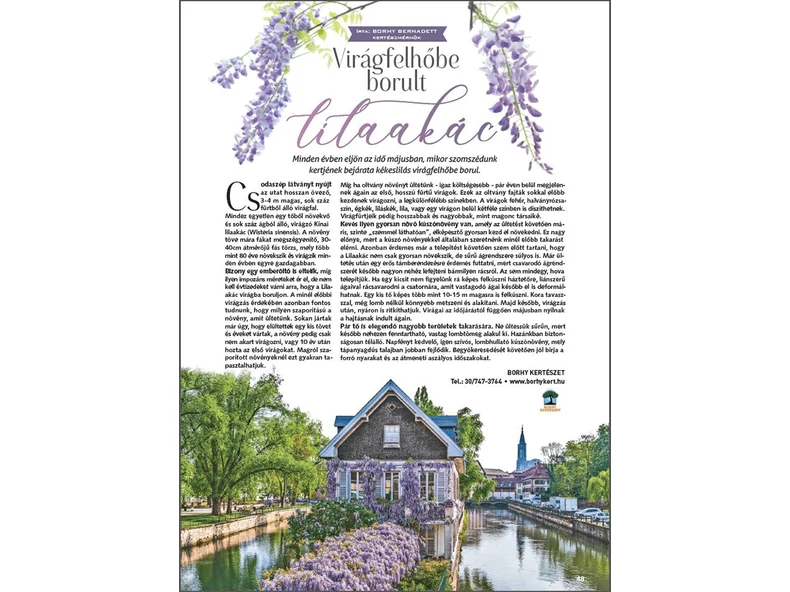 Virágfelhőbe borult Lilaakác - Gerendaházak Magazin