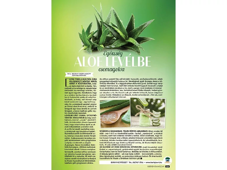 Egészség aloe levélbe csomagolva - Gerendaházak Magazin