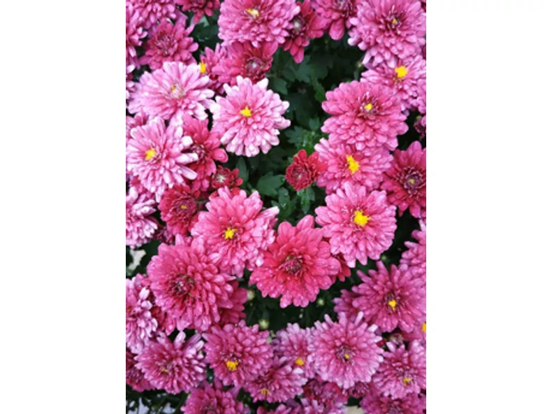 Aranyvirág - Gerendaházak Magazin