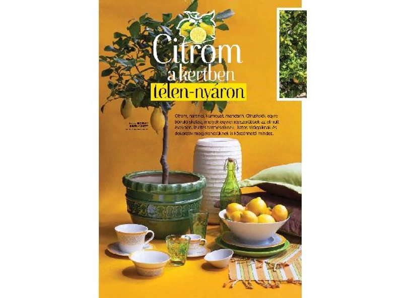 Citrom a kertben télen-nyáron - Veranda Magazin