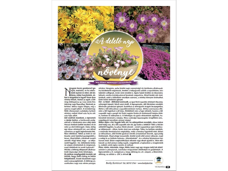 A delelő nap növénye - Veranda Magazin