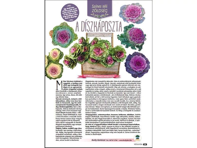 Színes téli  zöldség -  a Díszkáposzta - Veranda Magazin