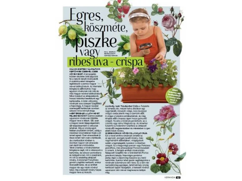 Egres, Köszméte, Piszke vagy Ribes uva - crispa - Veranda Magazin