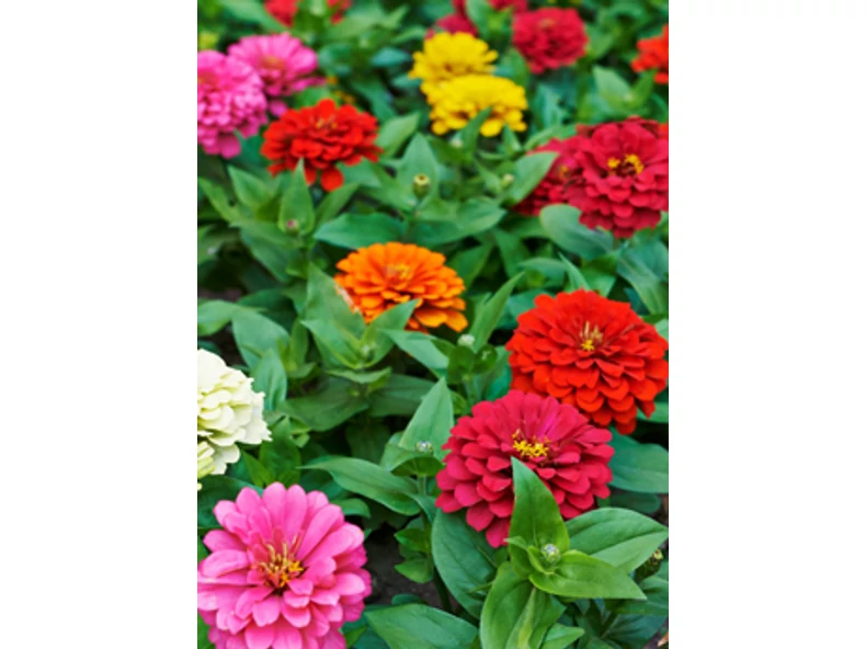 Egynyári virágtenger - Veranda Magazin