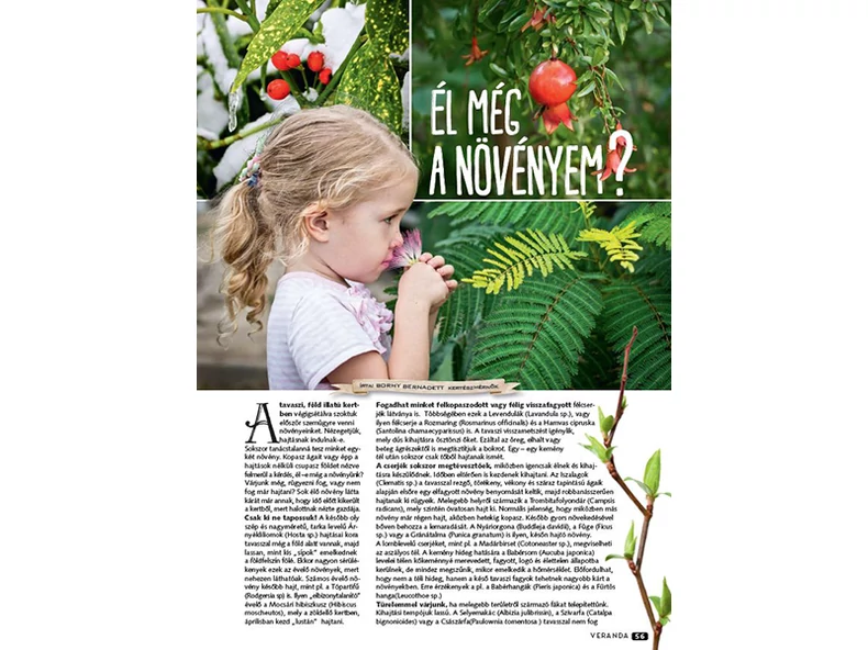 Él még a növényem? - Veranda Magazin