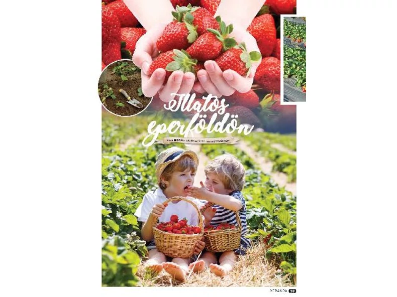 Illatos eperföldön - Veranda Magazin