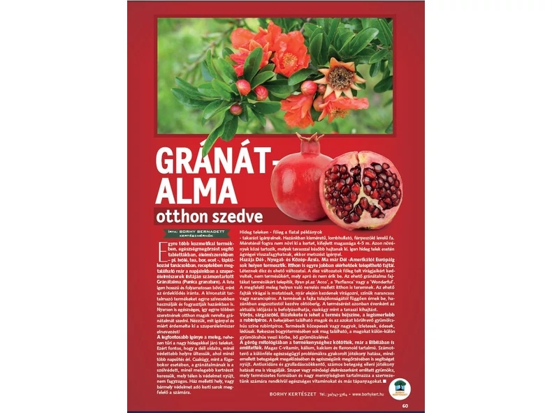 Gránátalma otthon szedve - Gerendaházak Magazin