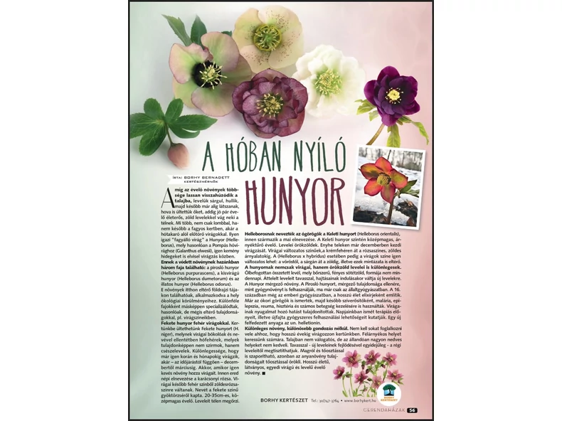 A hóban nyíló Hunyor - Gerendaházak Magazin