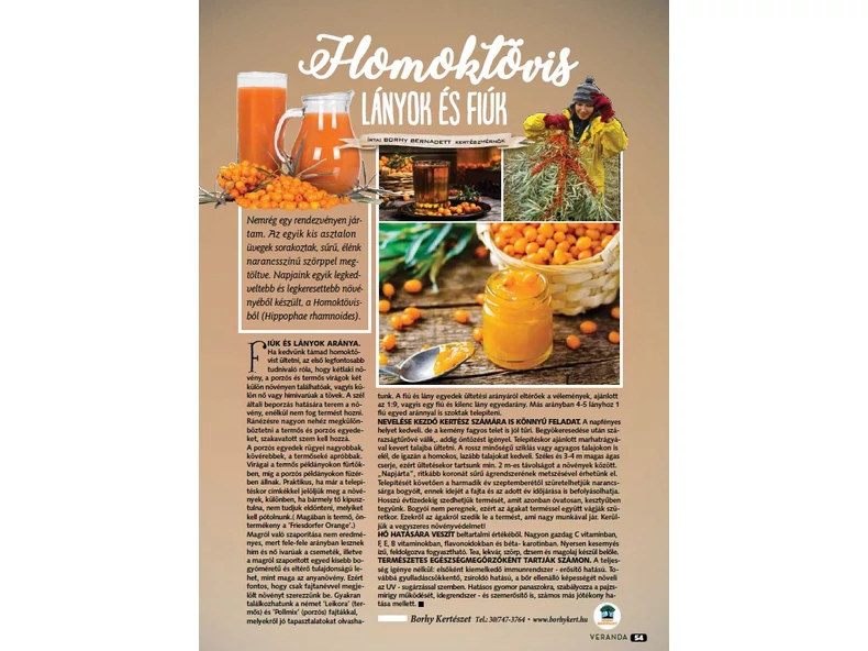 Homoktövis lányok és fiúk - Veranda Magazin