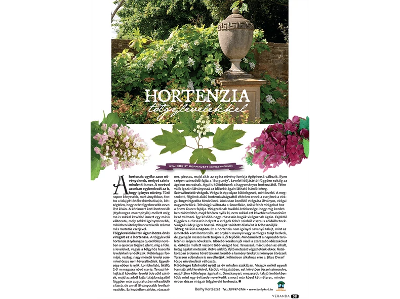 Hortenzia tölgylevelekkel - Veranda Magazin