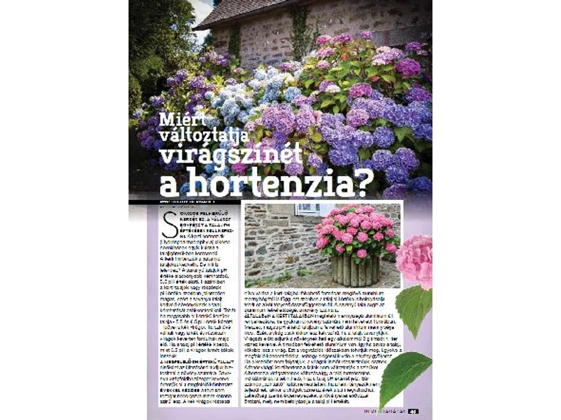 Miért változtatja virágszínét a Hortenzia? - Gerendaházak Magazin