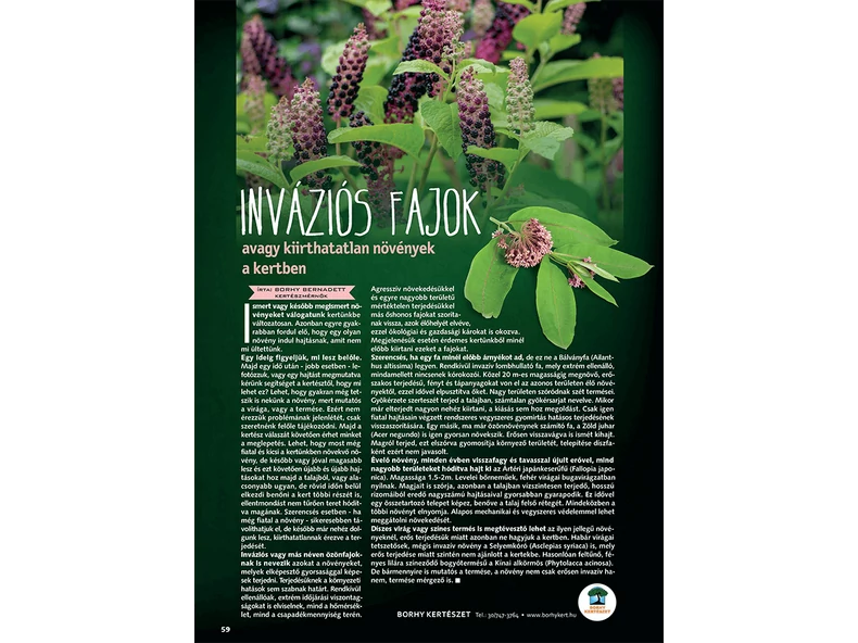Inváziós fajok avagy kiirthatatlan növények a kertben - Gerendaházak Magazin